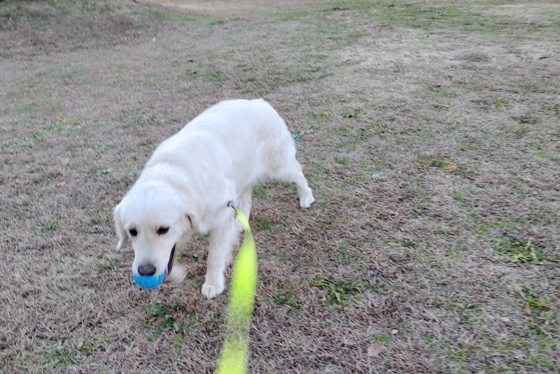 【シェリー】散歩＆ボール遊び