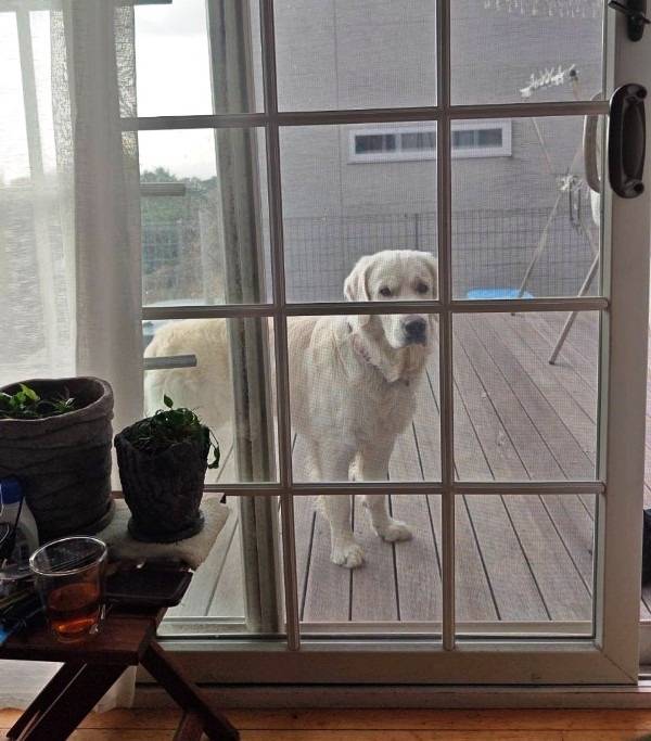 【マグゴル6期生】のんき君