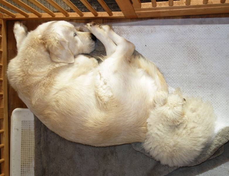 【マグゴル＆マグプー】可愛いねぇ