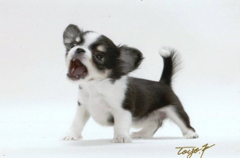 【マグチワ】まゆ