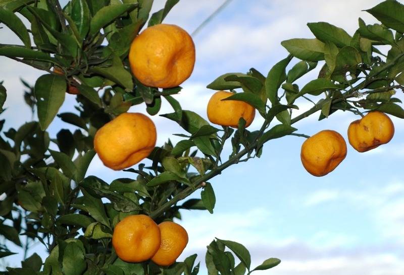 【冬至冬中冬始め】