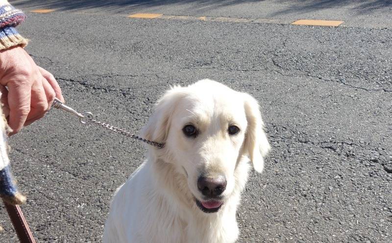 【シェリーではなく】マノン