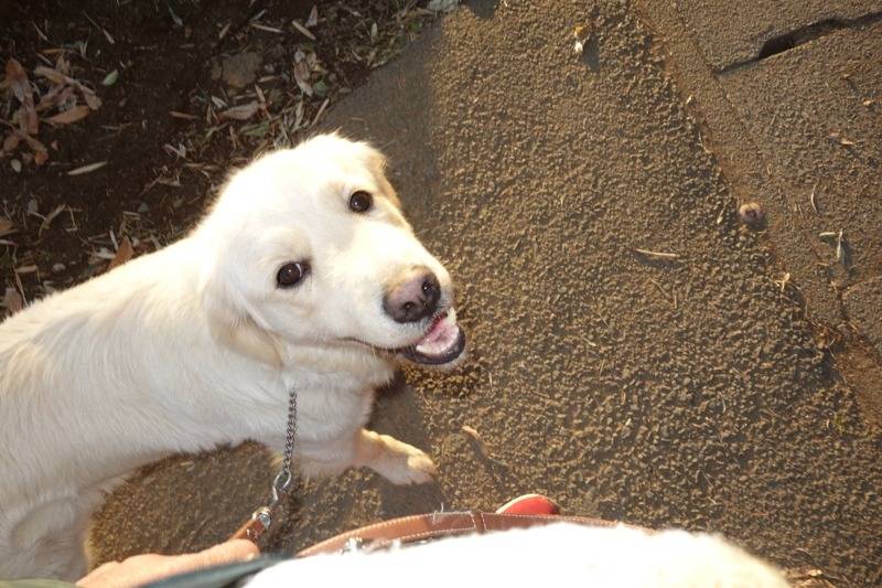 【午後からは】シェリー