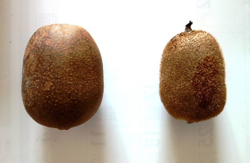 【キウイ】”幸夜香”