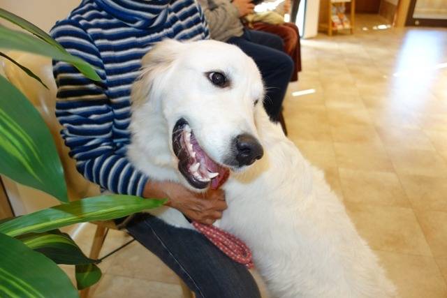 【マグゴル凛】治療終了