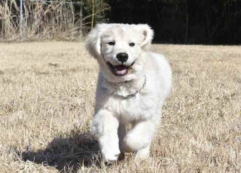 【マグゴル6期生桜ちゃん】ヒート