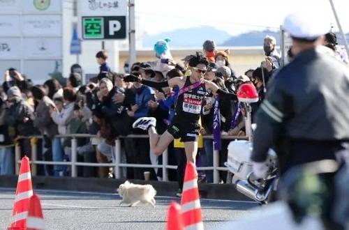 【箱根駅伝】ワンコ乱入