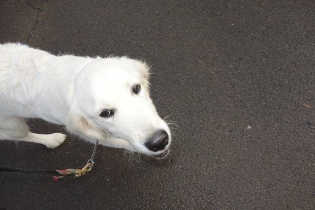 【凜寛解】ドッグハウスへ復帰