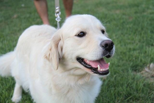 【アリス】スロースターター