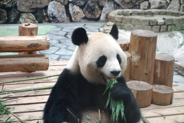 【パンダ】去る！！！