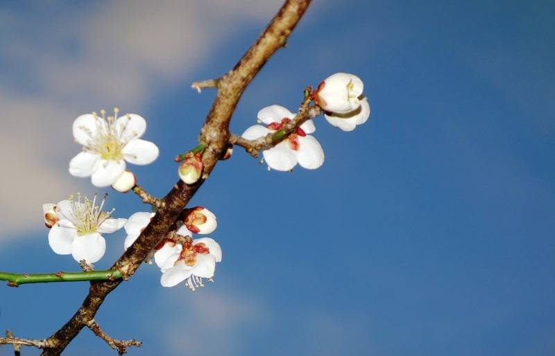 【庭日記】開花情報