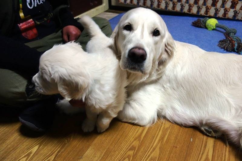 【初訪問】sherie’s　golden