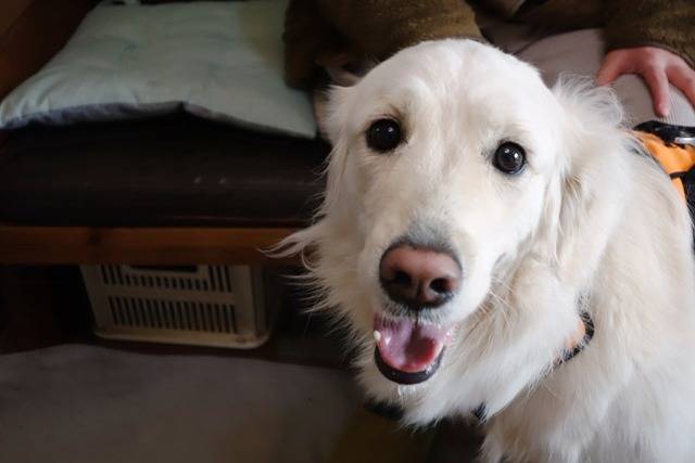 【マグゴル4期生】宇都宮のおこげちゃん