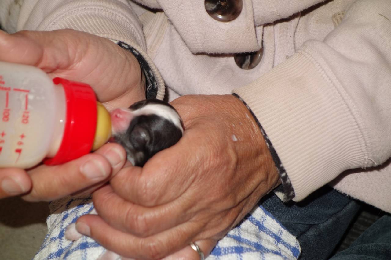 【まゆベビー】ミッキー発見