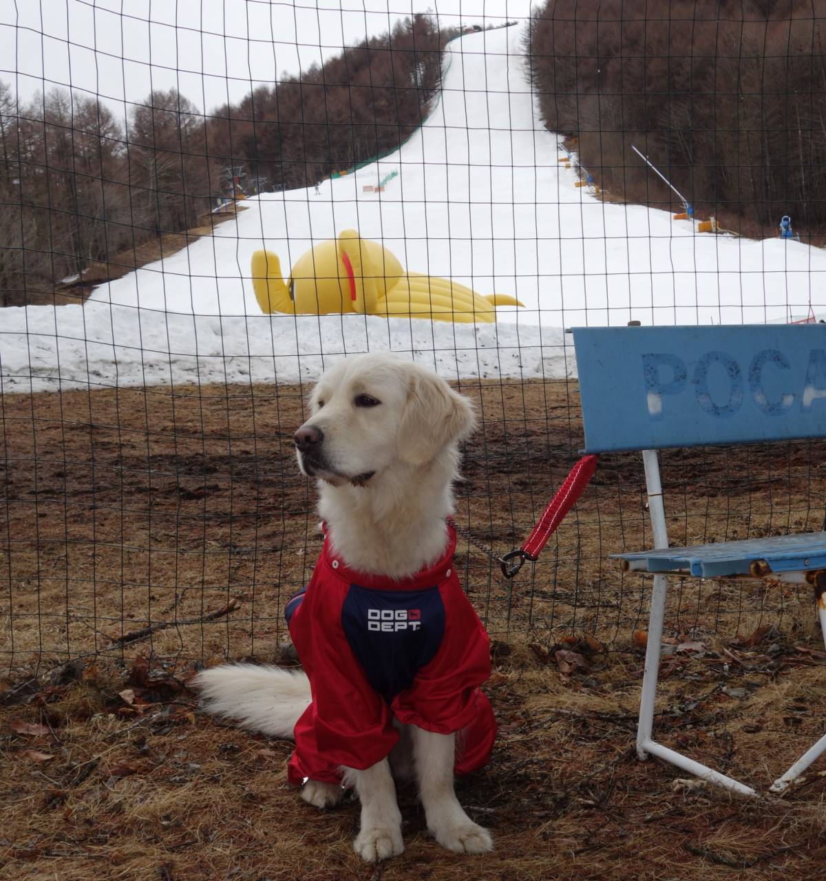 【雪が】ありませ～ん