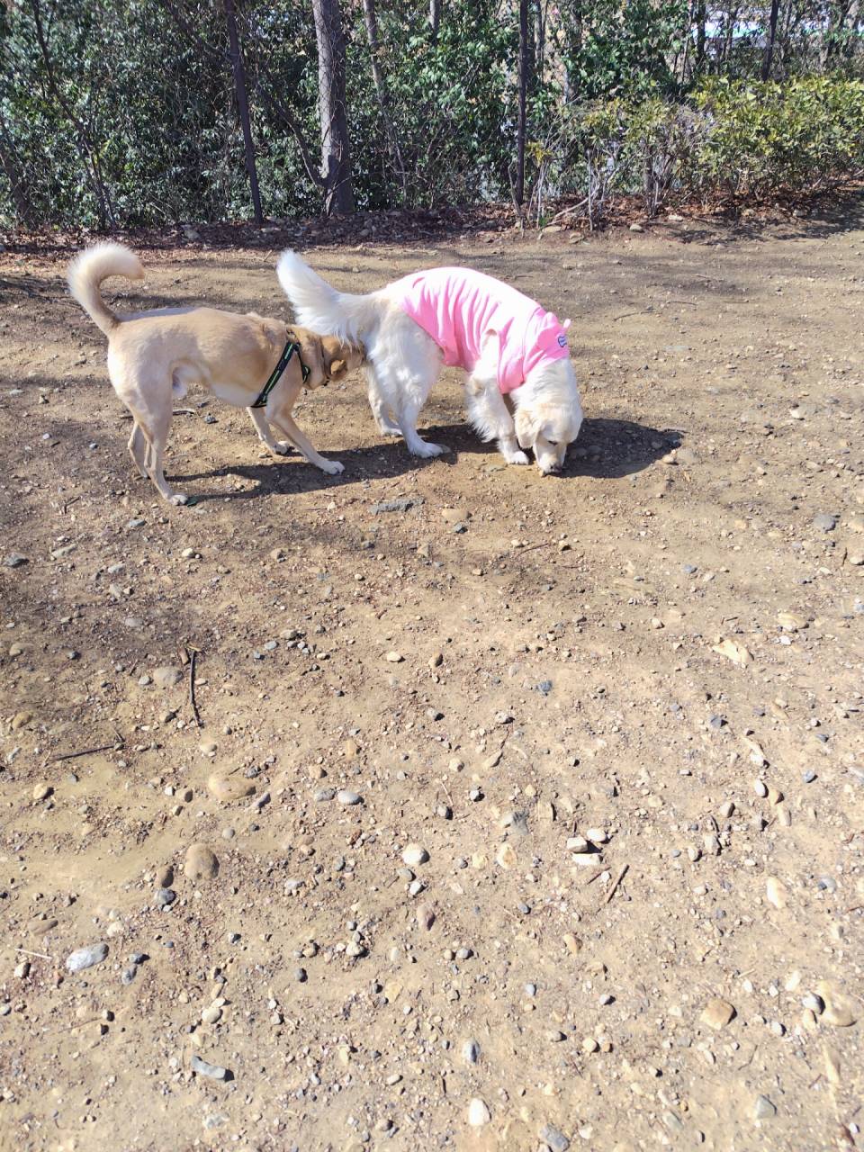 【軽井沢お出かけ日記 with Sheri】番外編