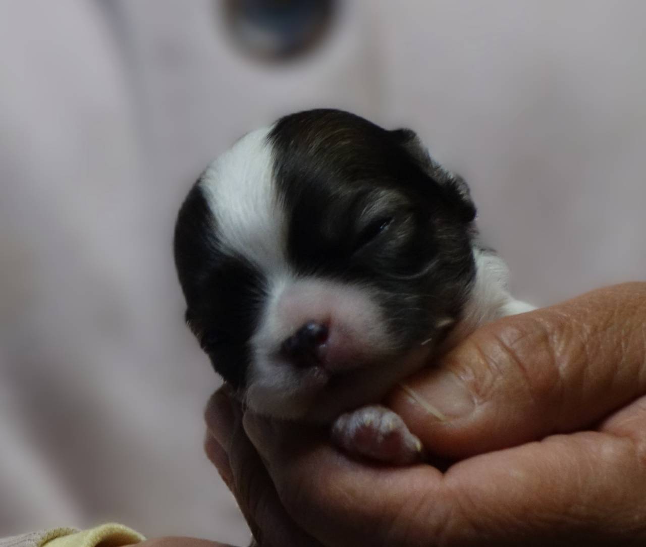 【チワワ】今日のまゆベビー