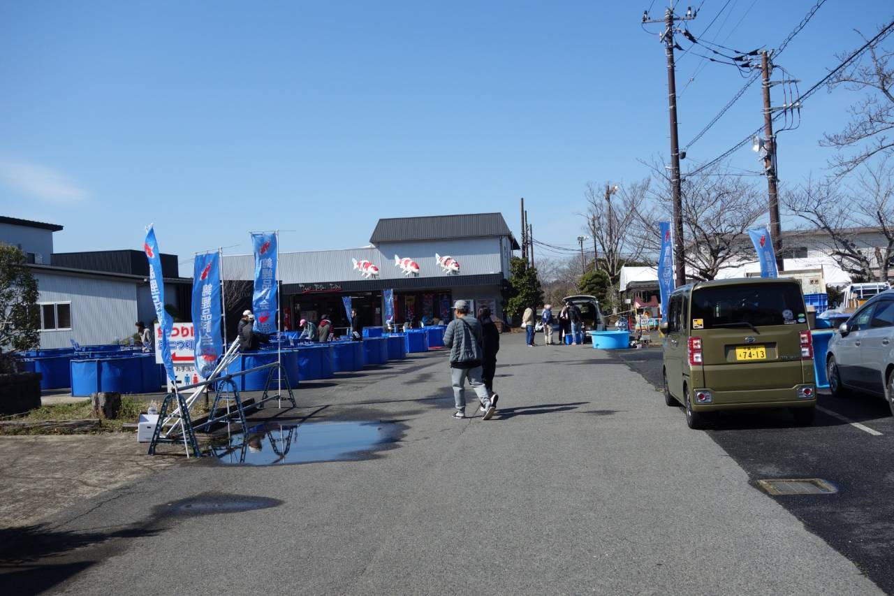 【錦鯉】品評会