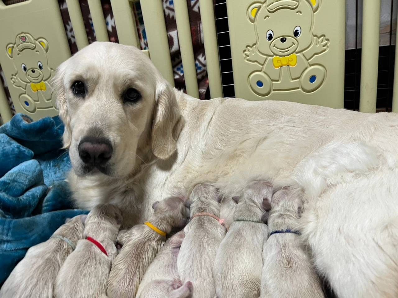 【北斗＆アリス】初孫誕生