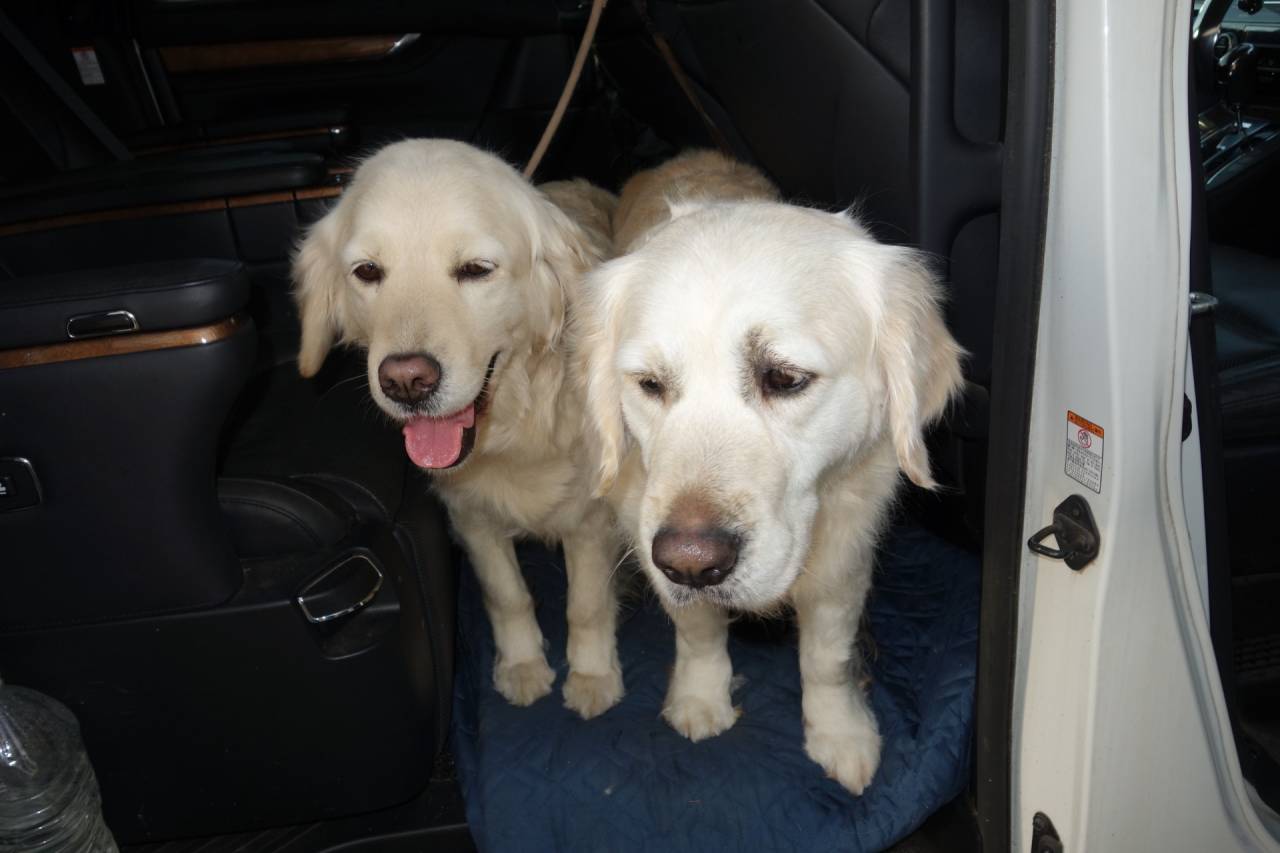 【嬉しさも】中ぐらい