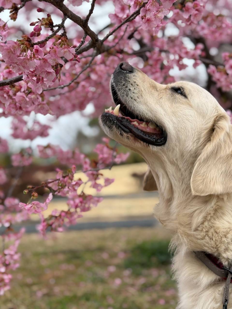 【マグゴル４期生】Berryちゃん　Ⅰ