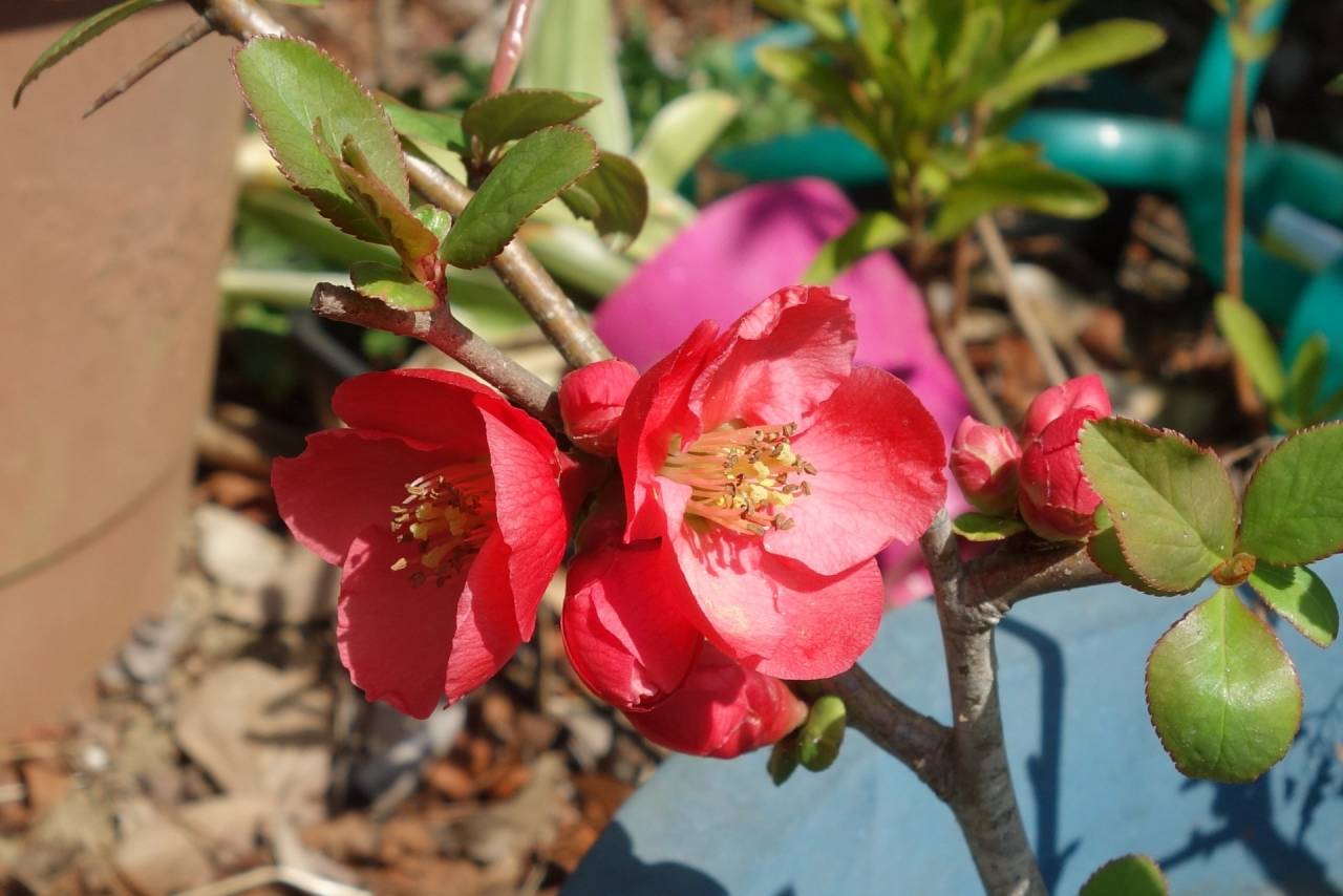 【庭日記】開花情報