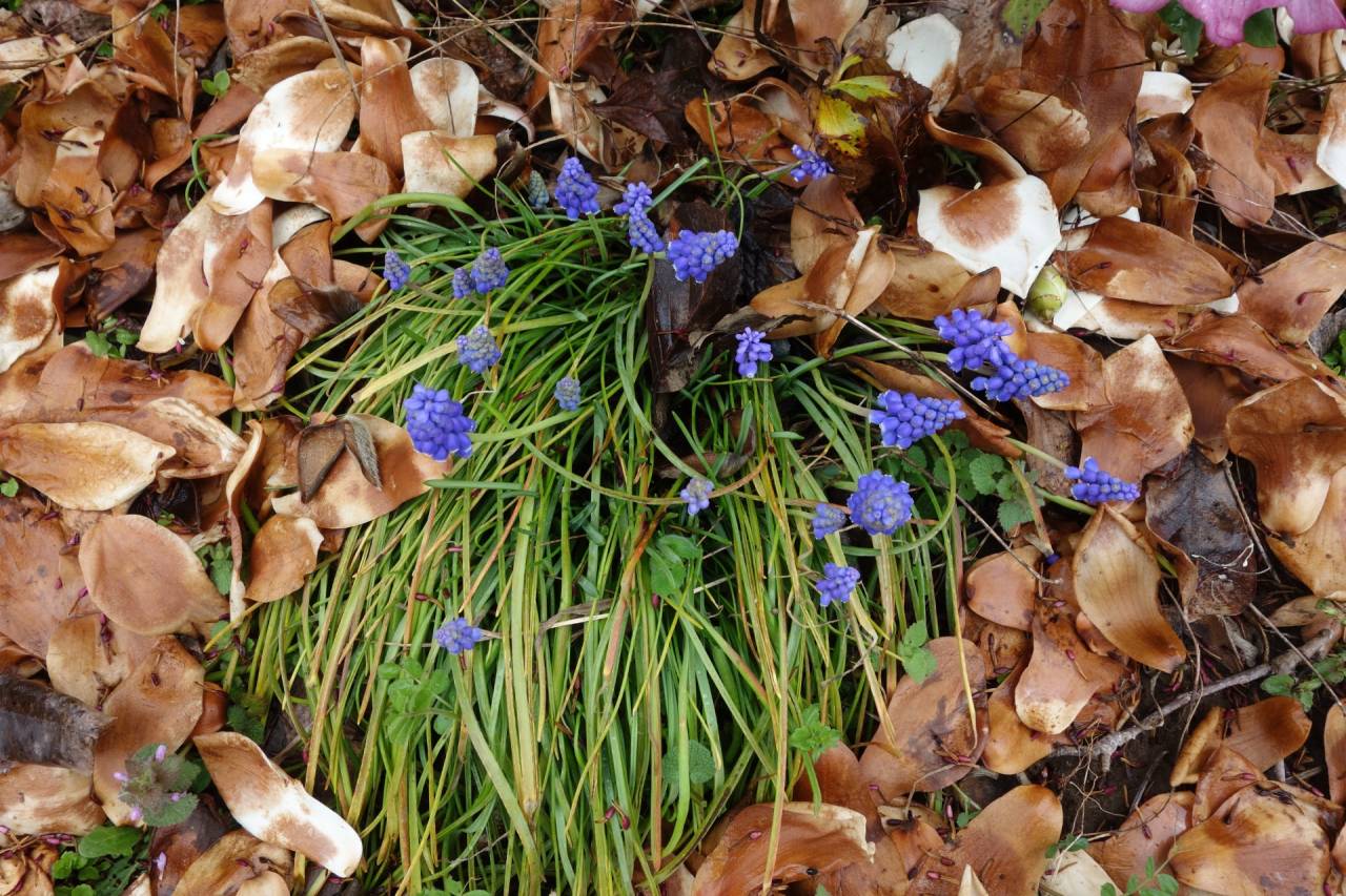 【庭日記】開花情報