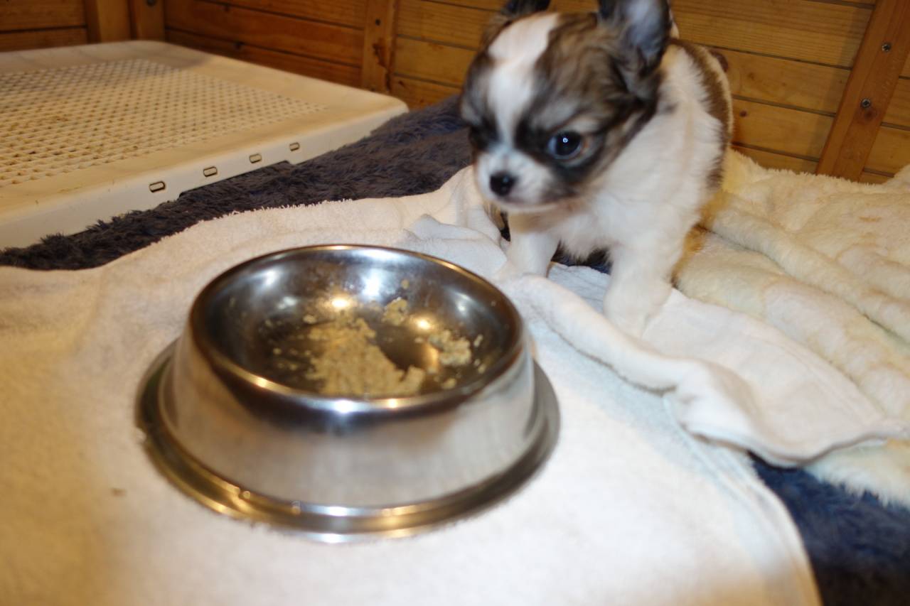 【マグチワ】まゆベビー