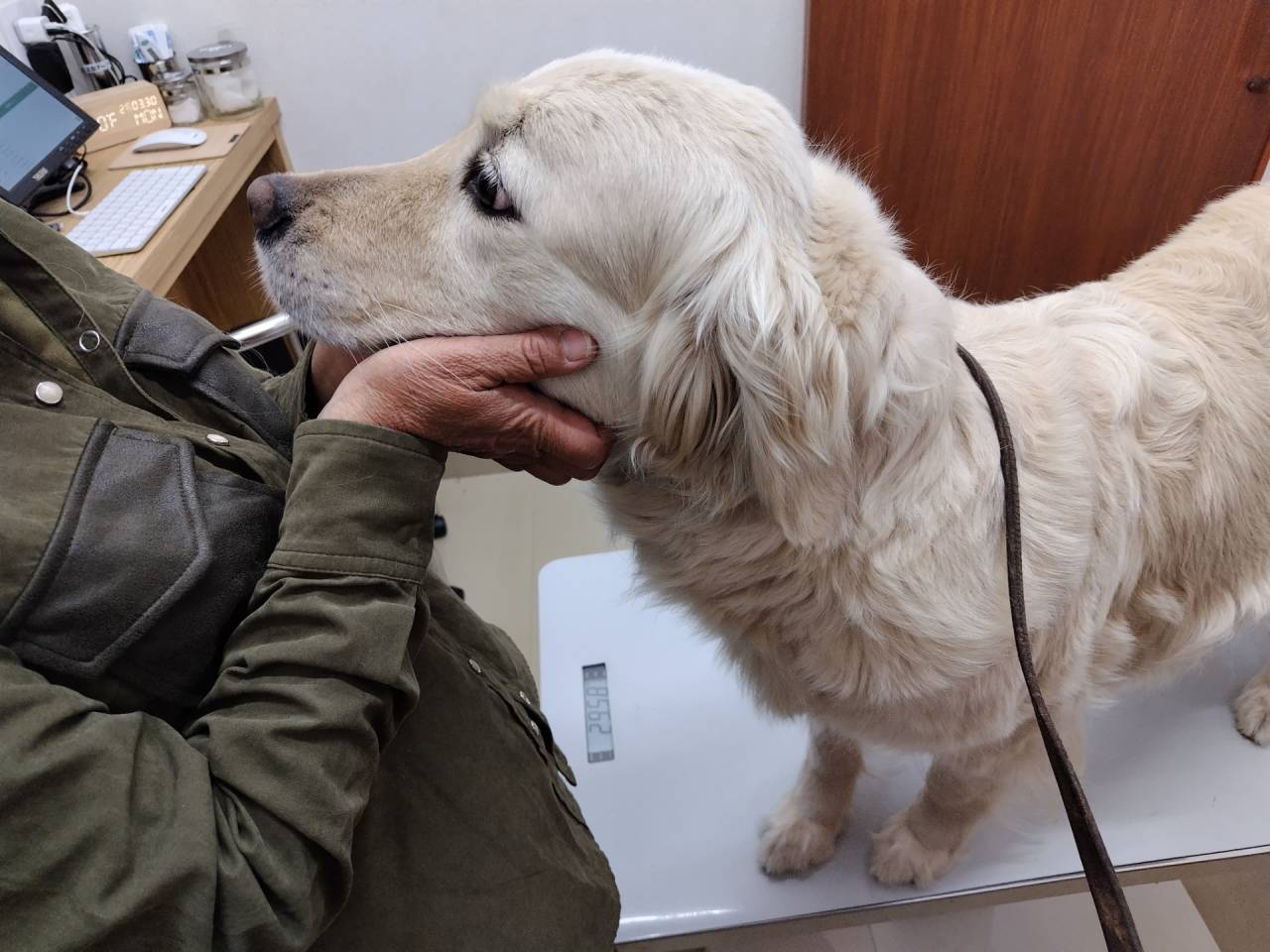 【マグゴル】アリス