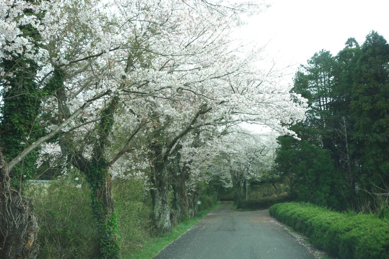 【桜の並木♬丘の道】通い慣れたる♪学び舎に♫