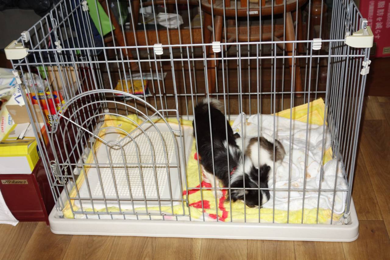 【アリス】産箱準備