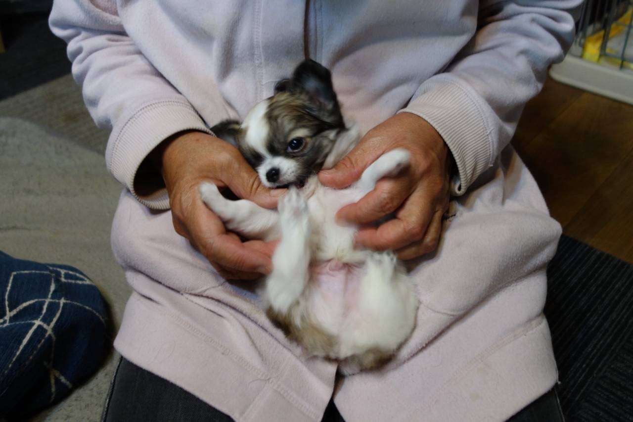 【マグチワ】まゆべビー　Ⅰ