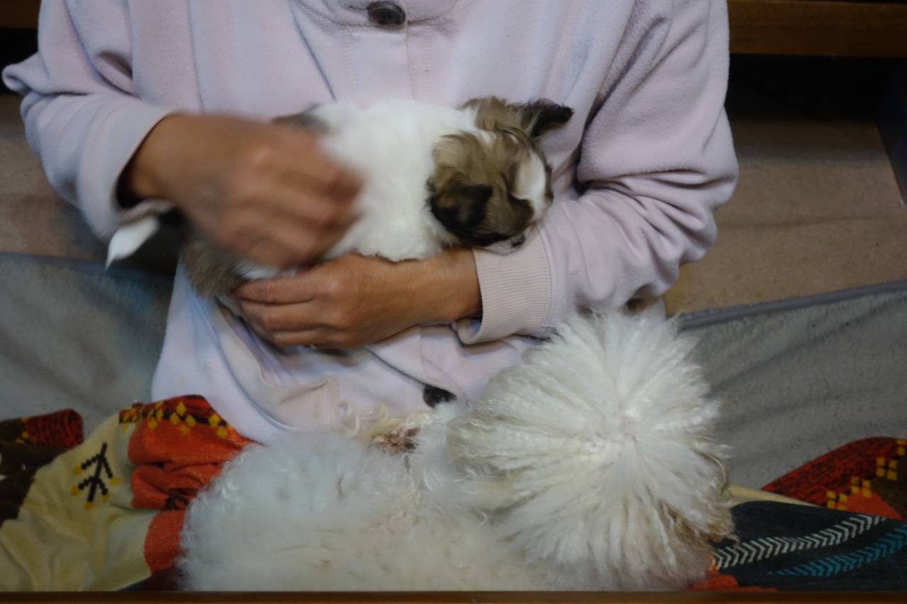 【マグチワ】まゆベビー&吹雪