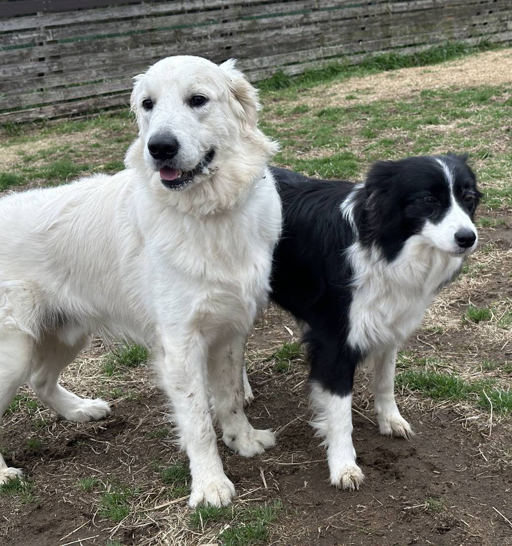 【久しぶり】おもち君　Ⅱ