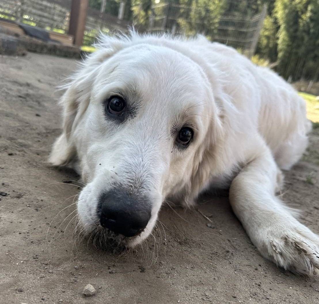 【久しぶり】おもち君　Ⅰ