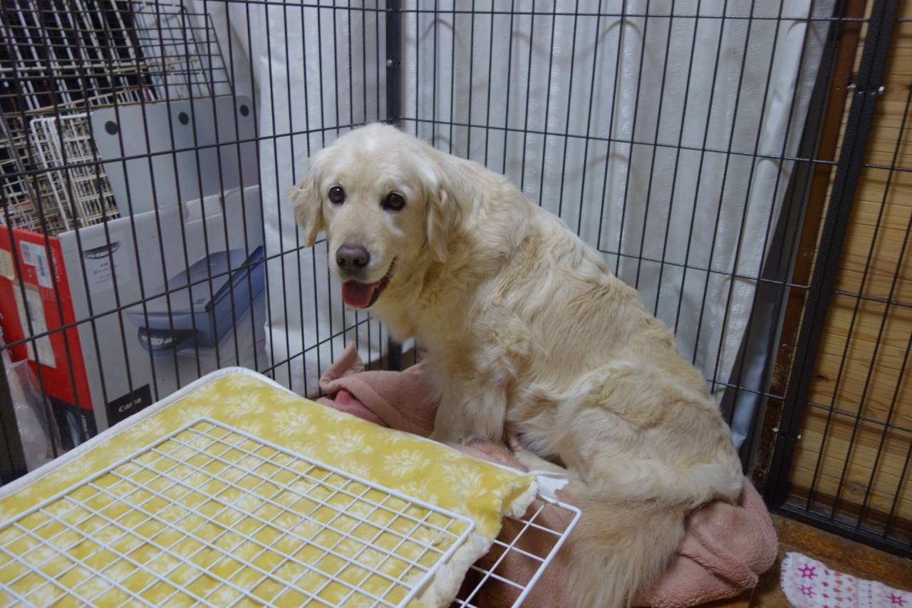 【アリスママ】ママしてます