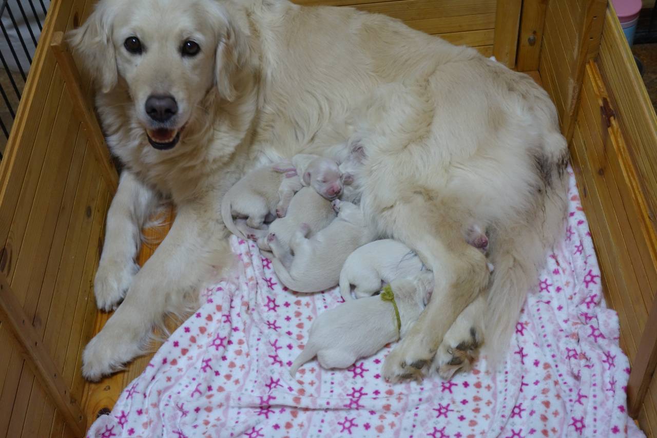 【アリスベビー】