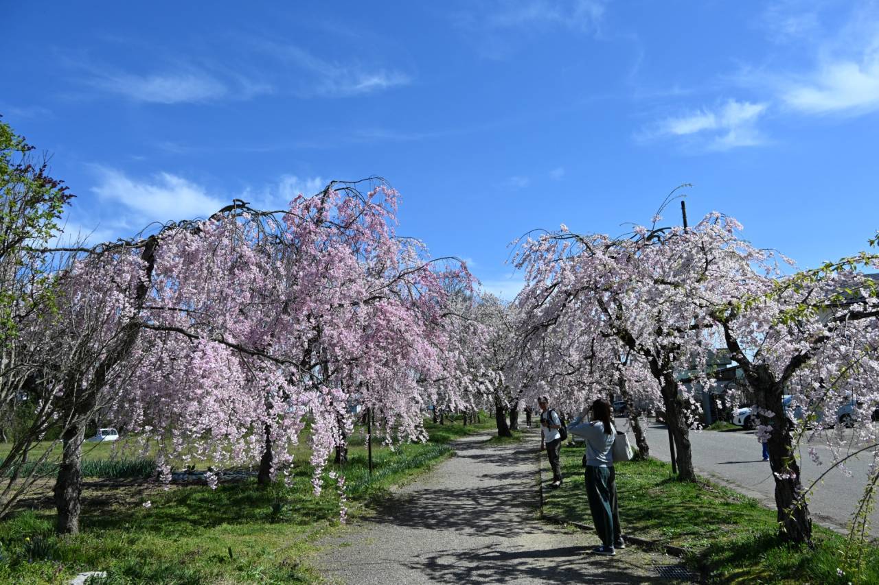 【喜多方】桜まつり