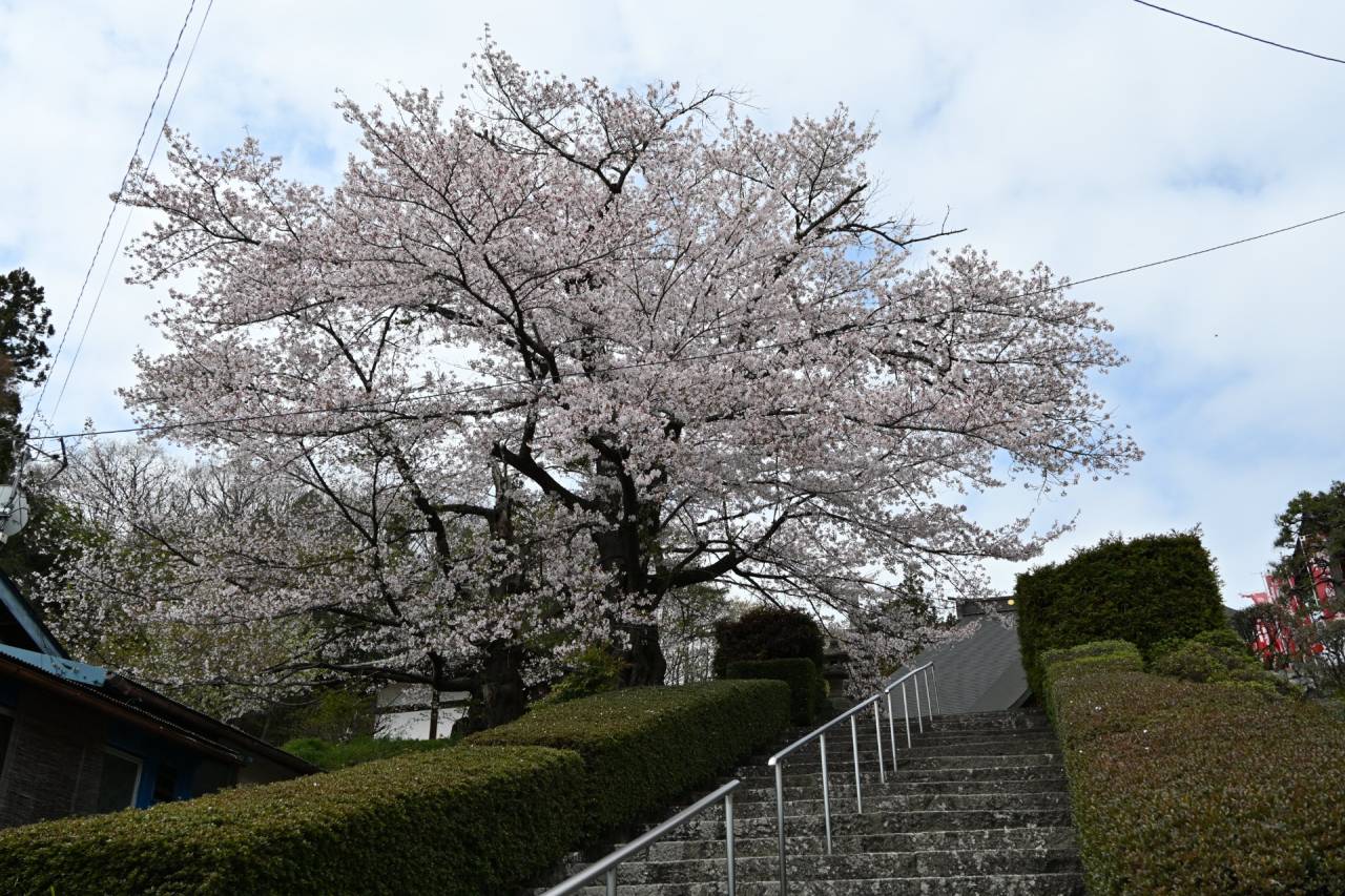 【お出かけ日記】福島編 Ⅲ　花散策