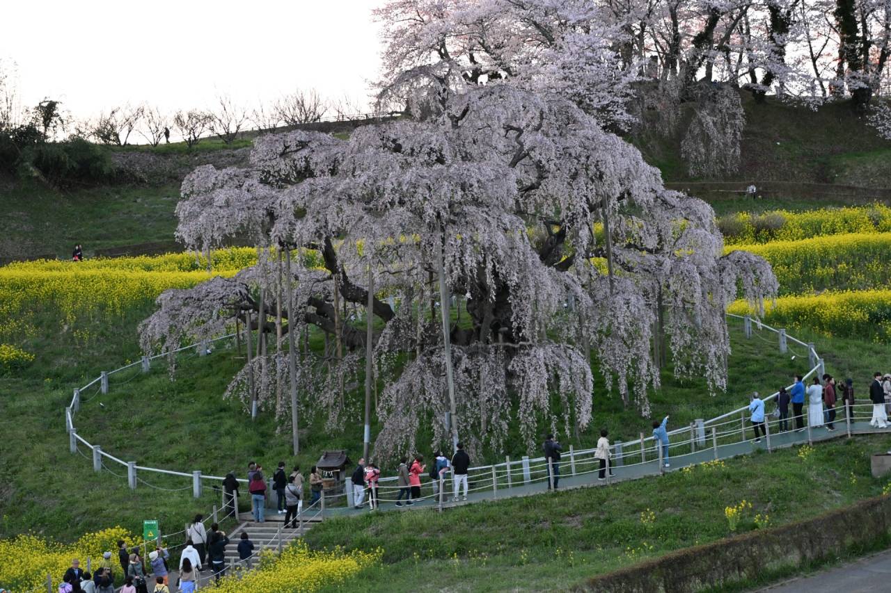 【三春の滝桜】昼編