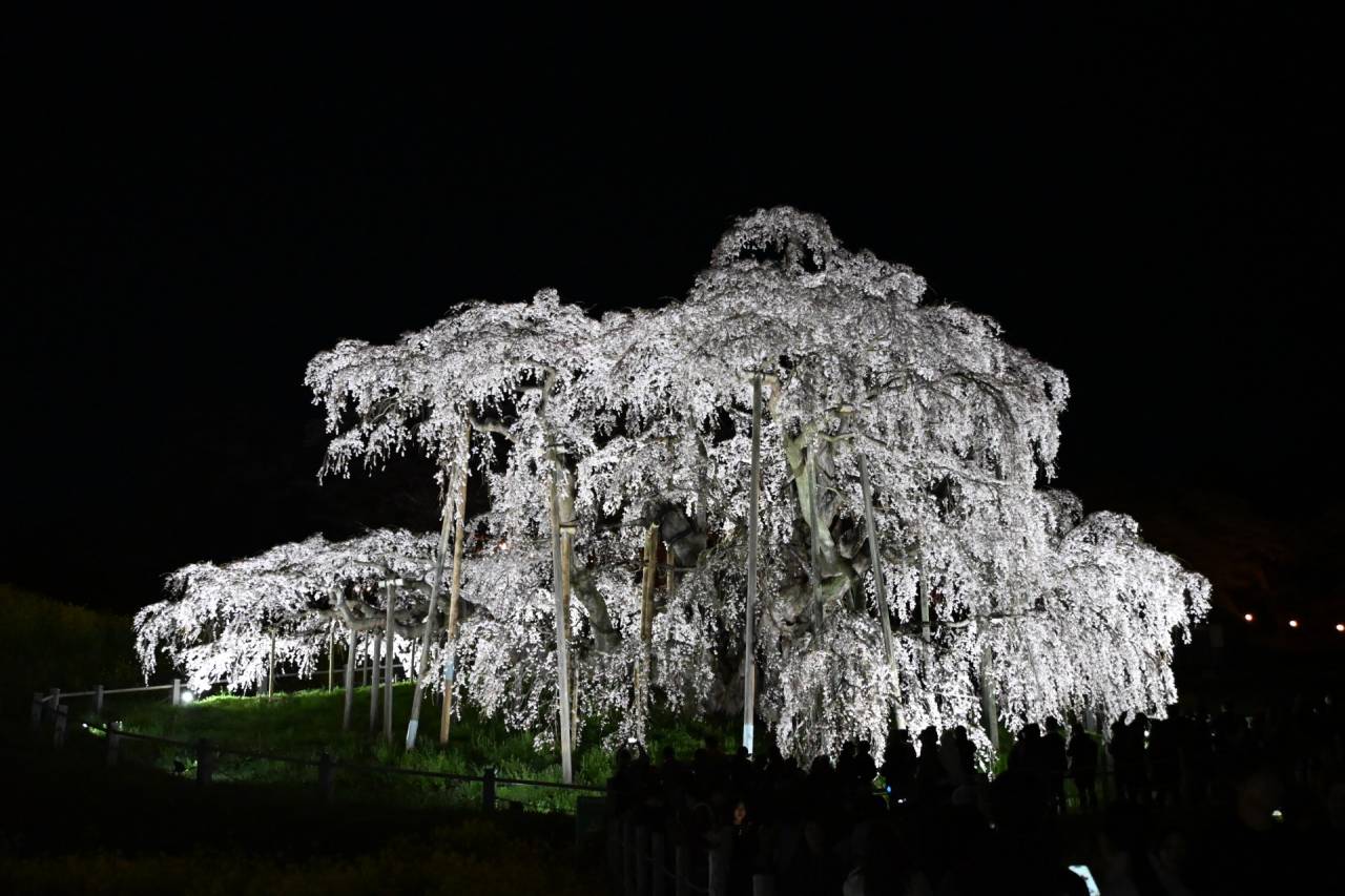 【三春の滝桜】夜編
