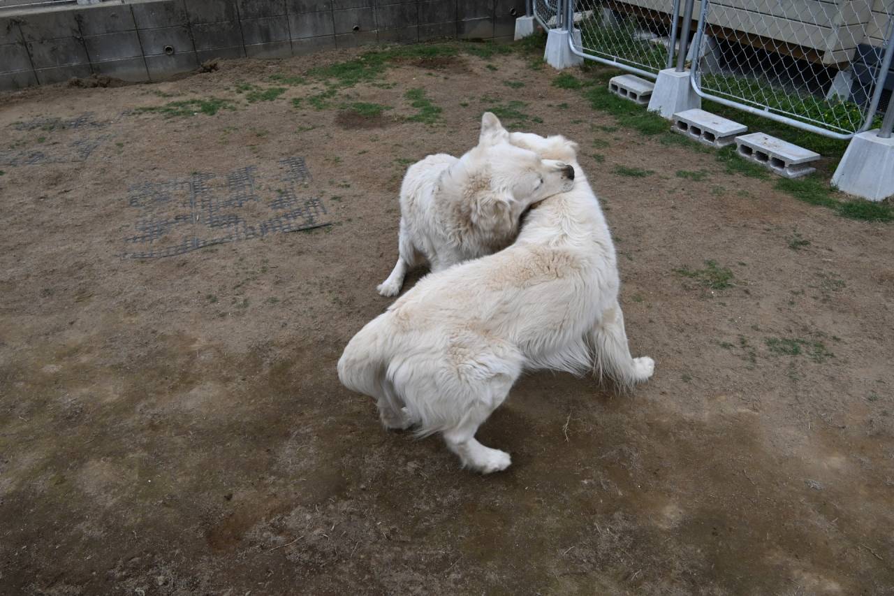 【ブログ作成中】ママから電話