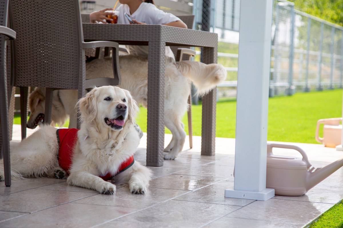 【マグゴルオフ会】”ElSona DogGarden＆Cafe” 　Ⅴ