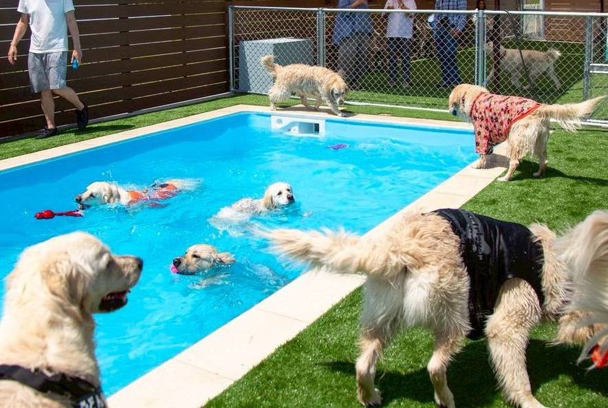 【マグゴルオフ会】”ElSona DogGarden＆Cafe” 　Ⅳ　プール