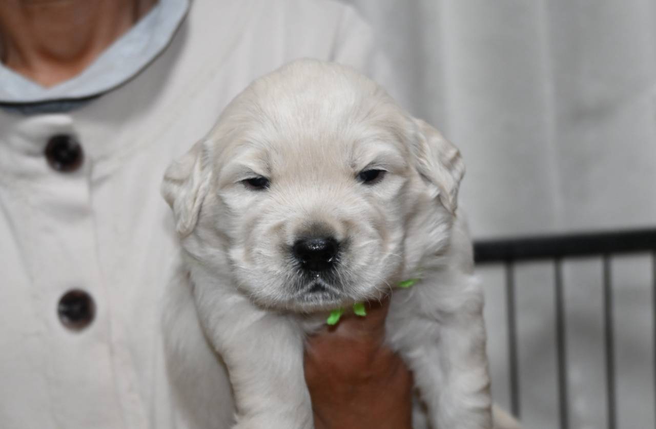 【アリスベビー】3週齢　ブログデビュー　Ⅰ