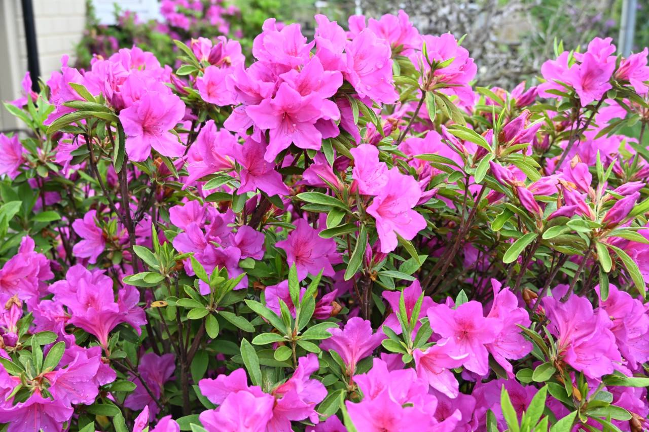 【庭日記】開花情報