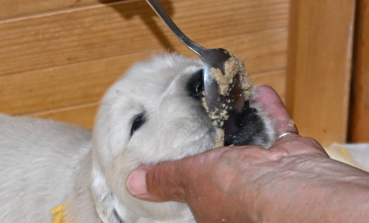 【今日のアリスベビー】夕食