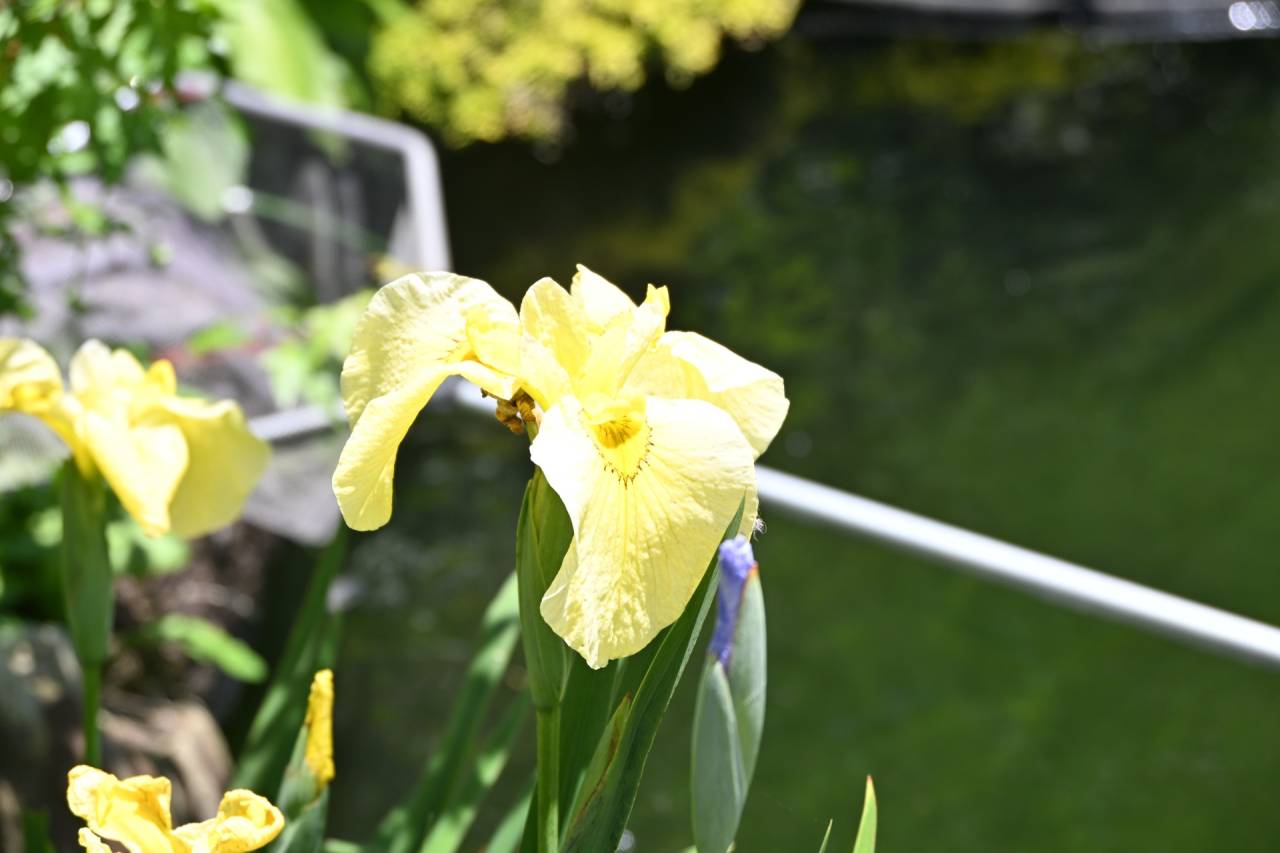 【庭日記】初夏