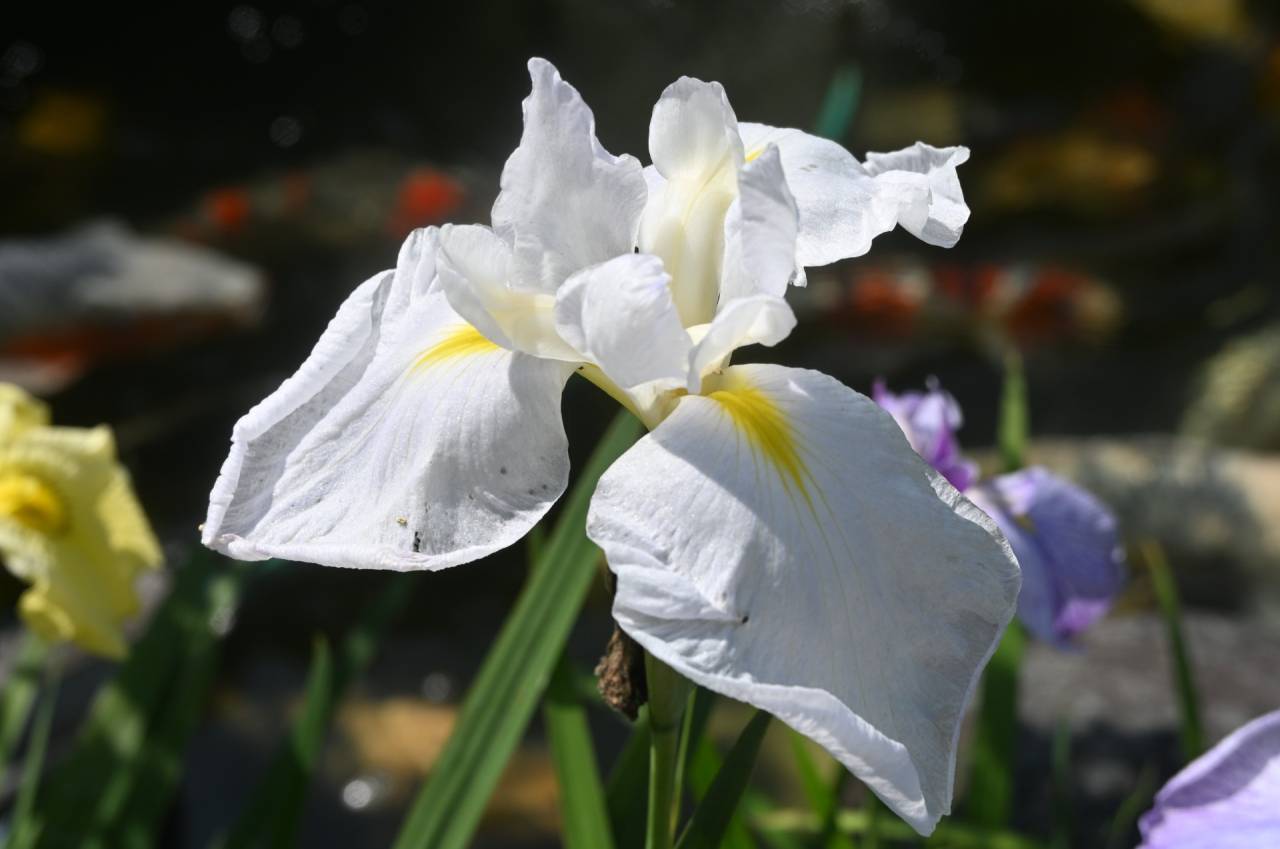 【庭日記】開花情報　6月