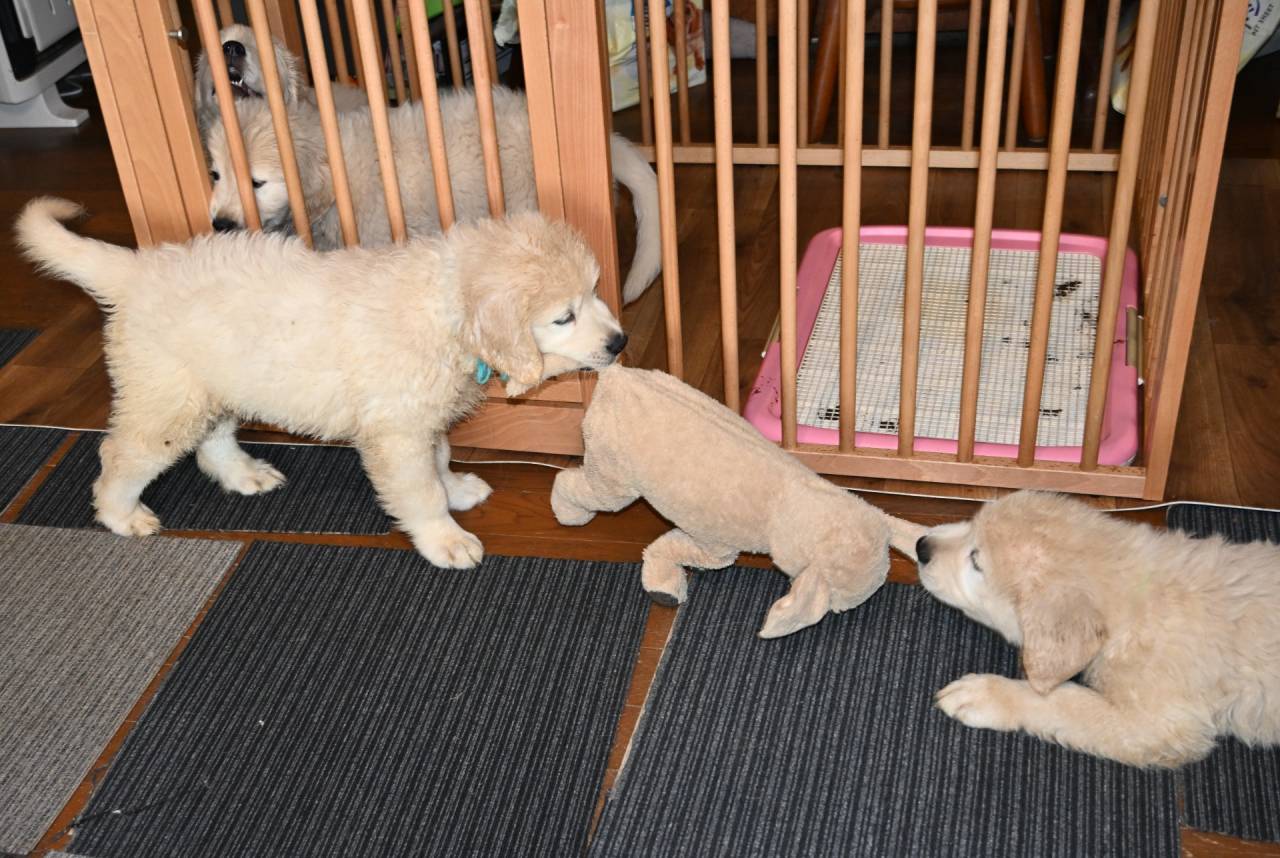 【アリスベビー】ブリード犬候補